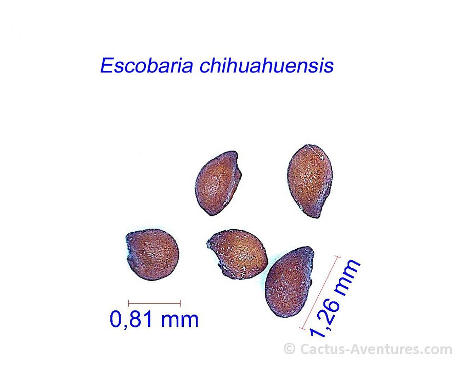 Escobaria chihuahuensis seeds